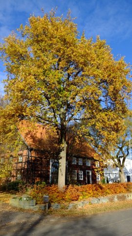 Herbst in Hattrop 2018